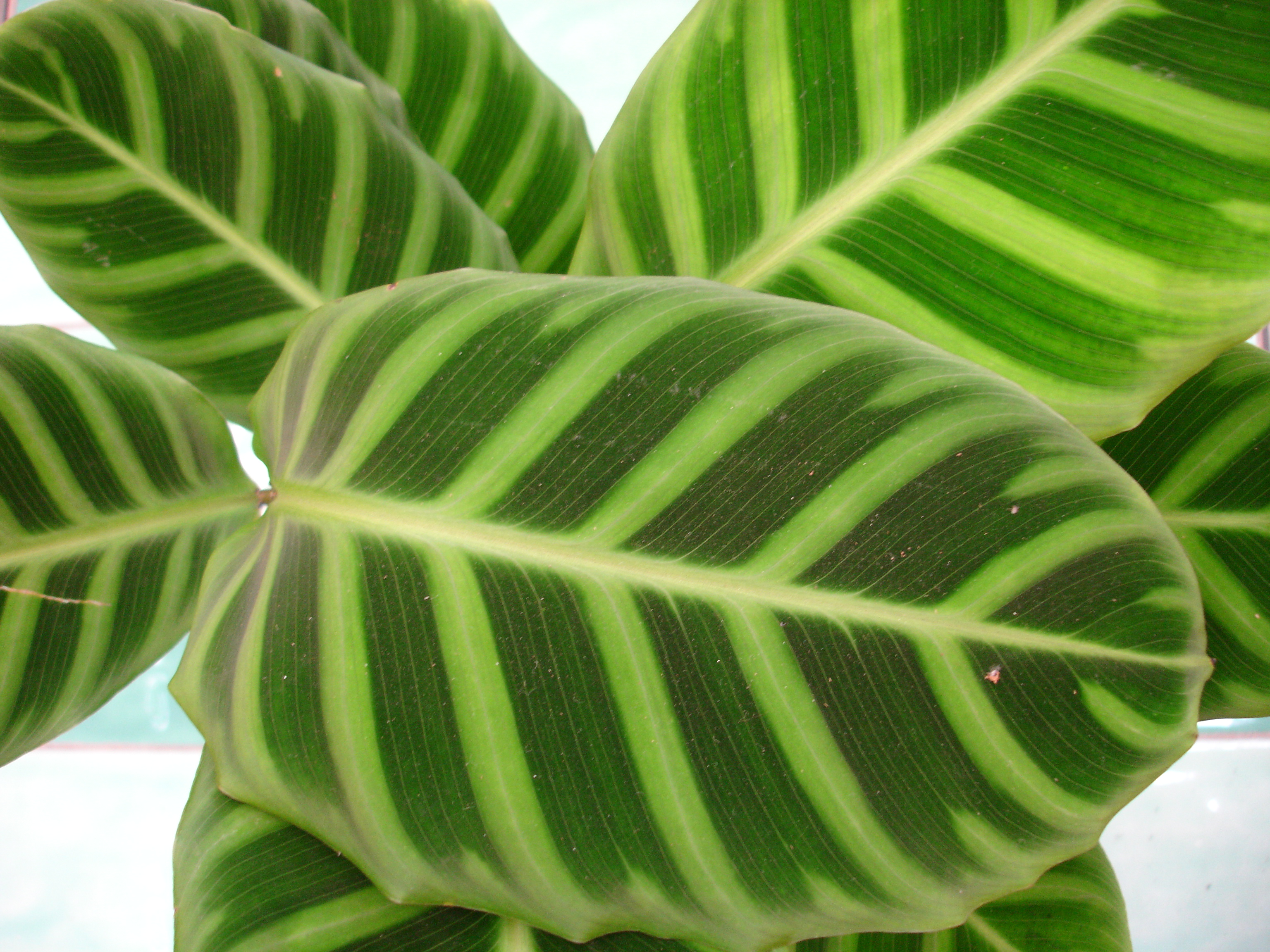 Калатея зебрина. Calathea Zebrina/Калатея зебрина. Калатея ктенанта Амабилис. Калатея зебрина полосатая.