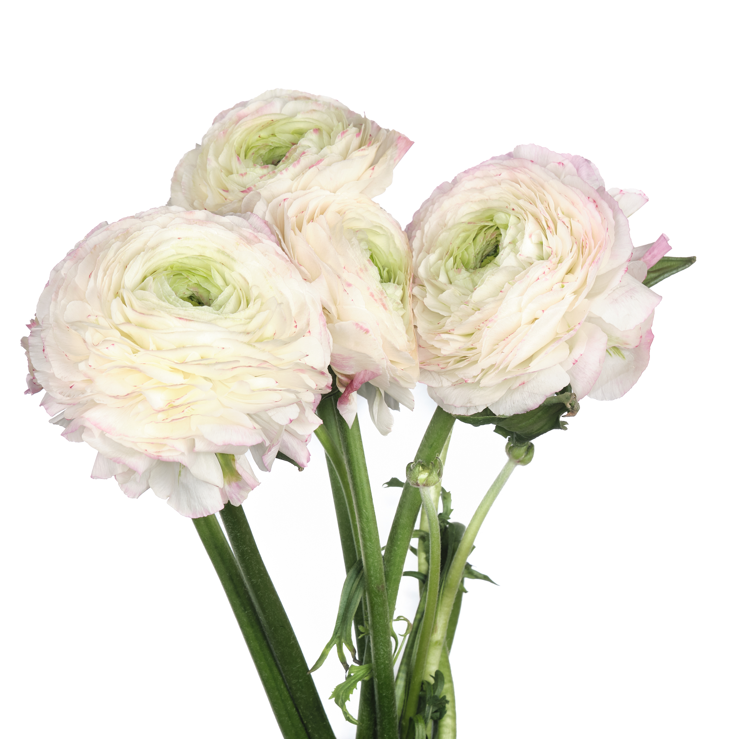 Ranunculus graminifolia