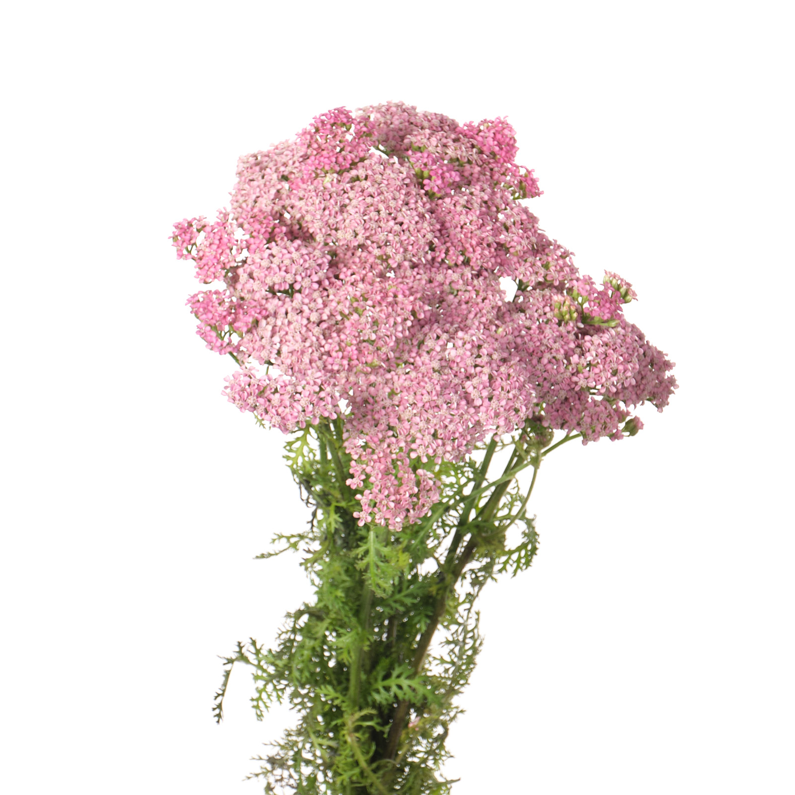 Buy Achillea anita dark wholesale in Dubai | Gulf Flowers