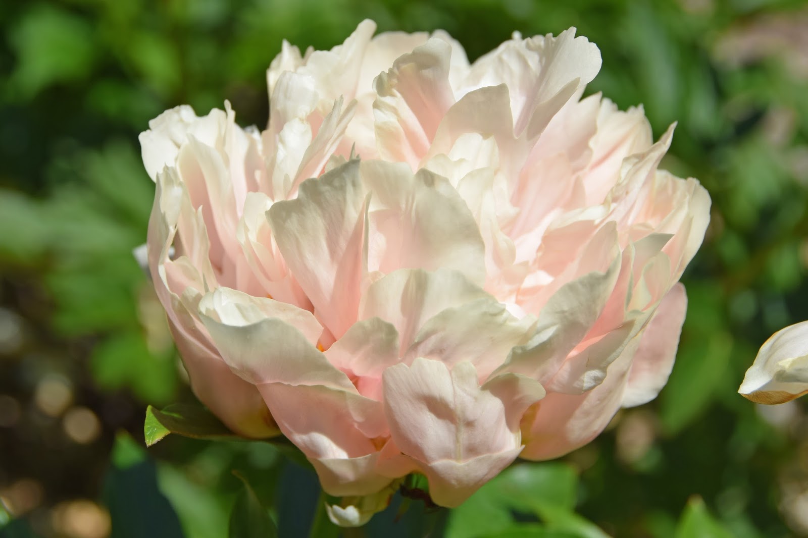 Пион пастелорама фото и описание Buy Paeonia pastelorama wholesale in Dubai Gulf Flowers