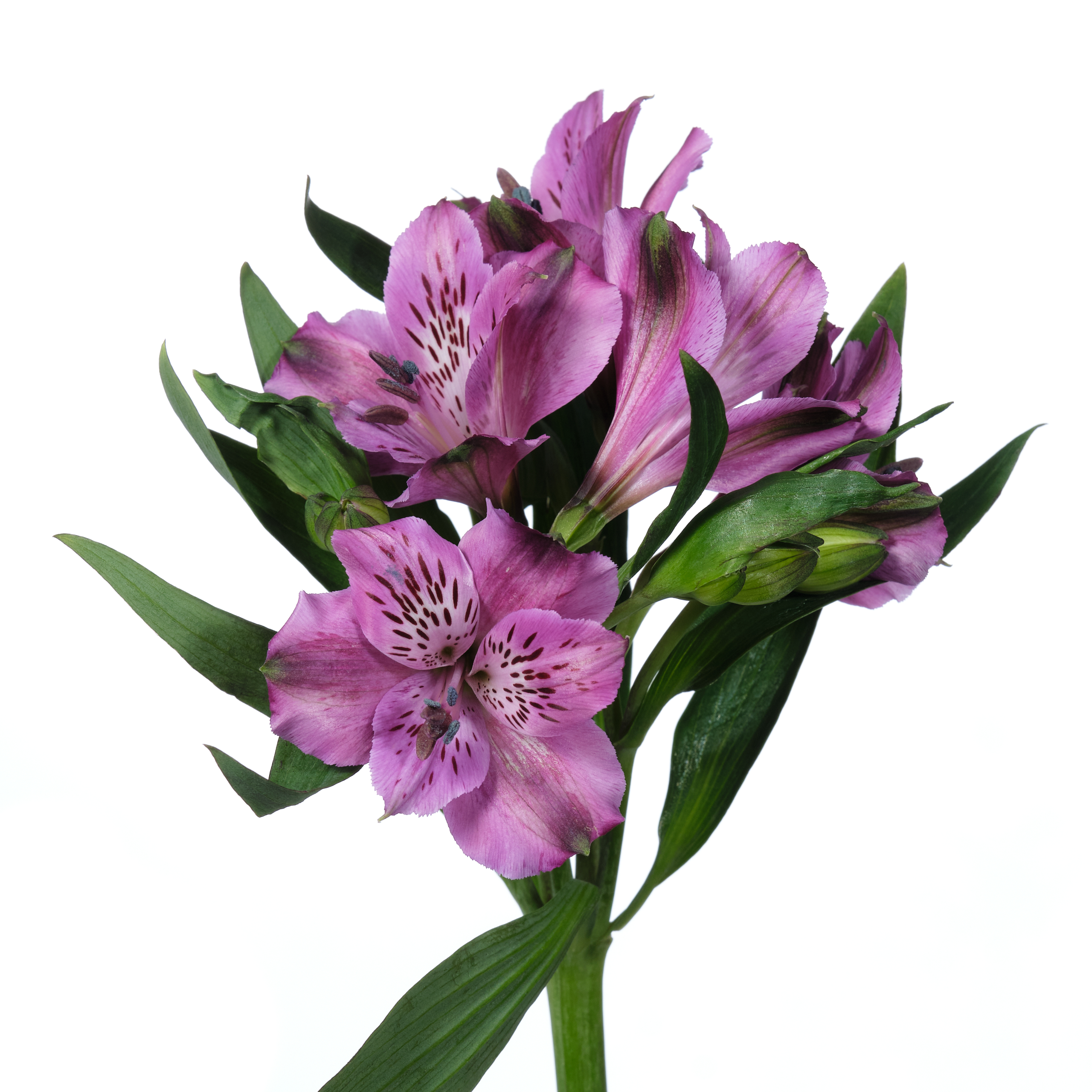 Alstroemeria Pelegrina