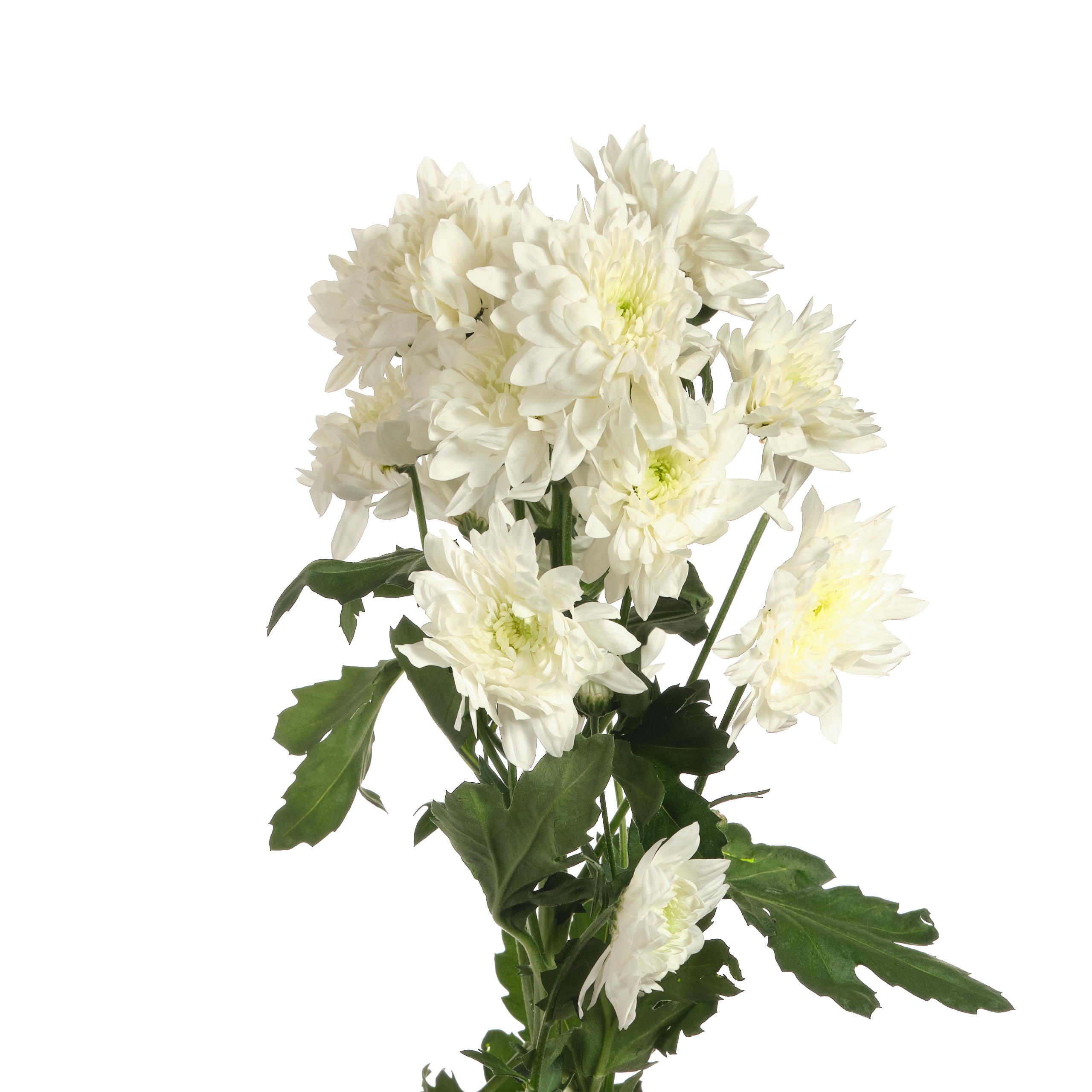 Chrysanthemum Spray Purpetta