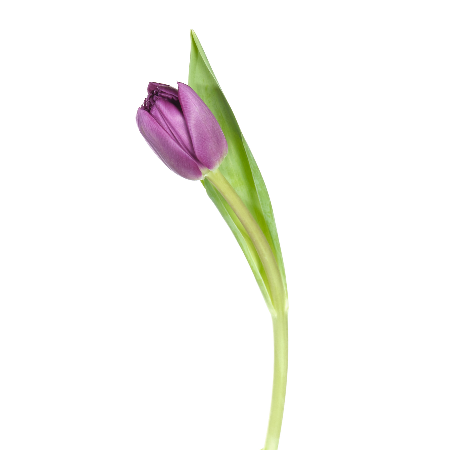 Buy Tulip double python wholesale in Dubai | Gulf Flowers