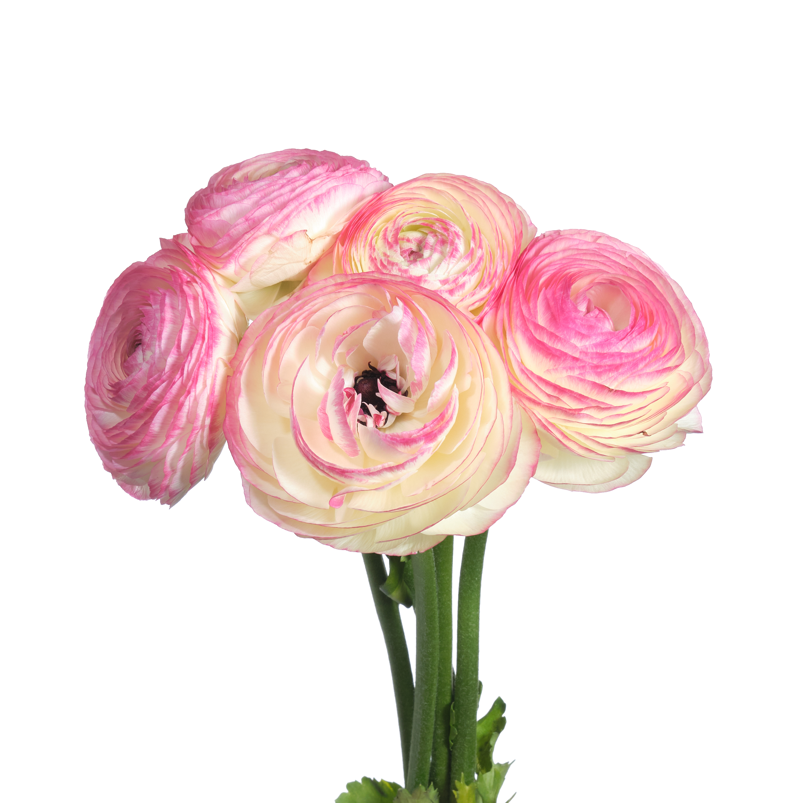 Ranunculus graminifolia