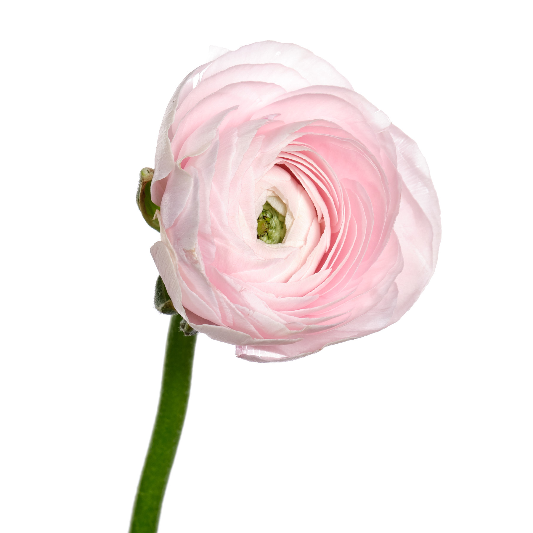 Ranunculus graminifolia