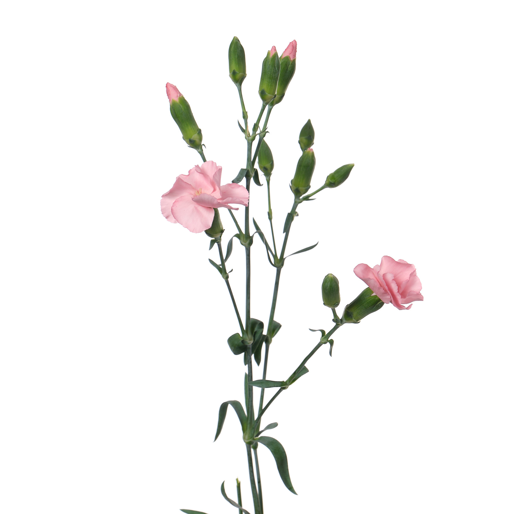 Salonti Roses Buy Carnation spray solomio rose wholesale in Dubai | Gulf Flowers