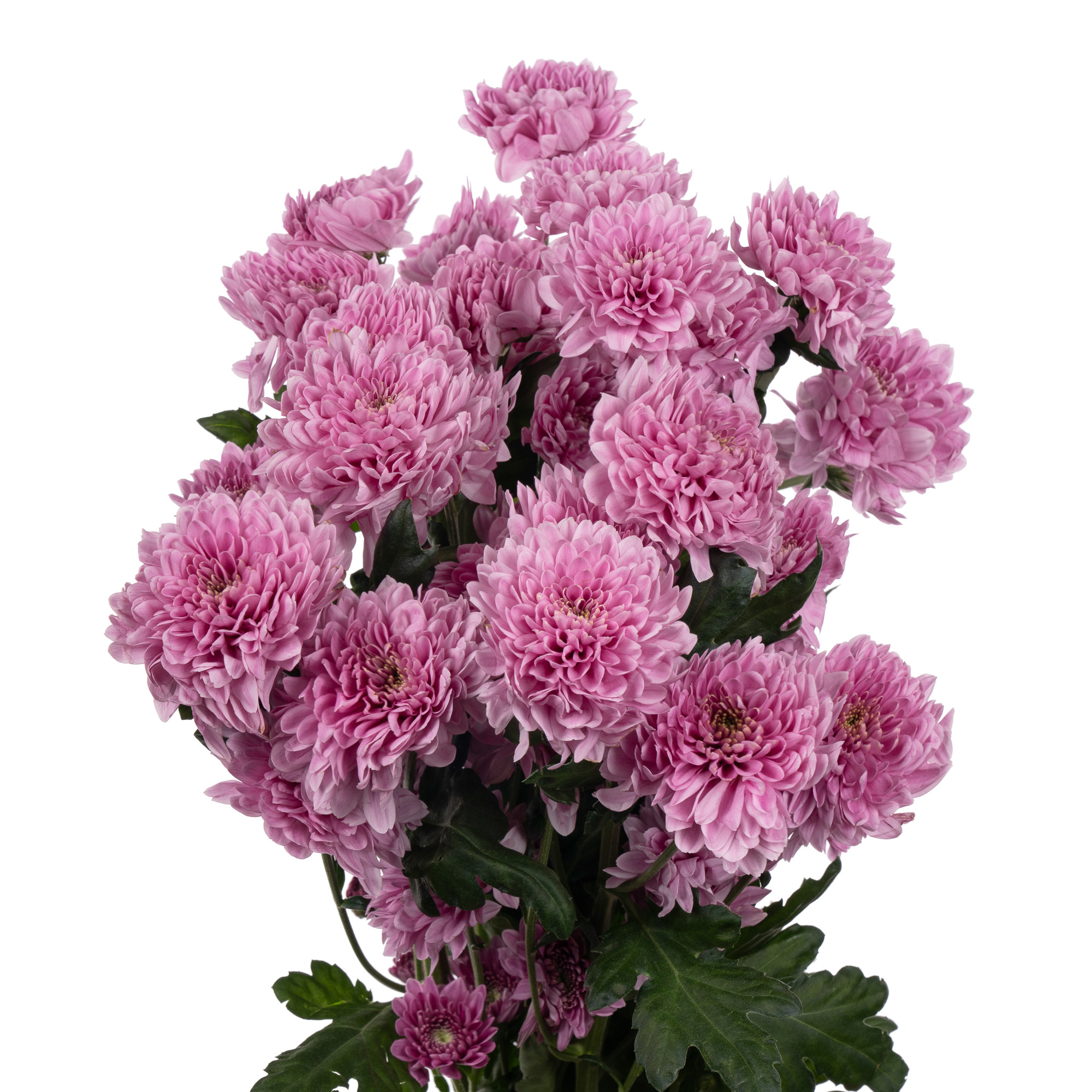 хризантема белая москва. хризантема jalta red. хризантема корейская хейди вейв. хризантемы москва. хризантемы москва.