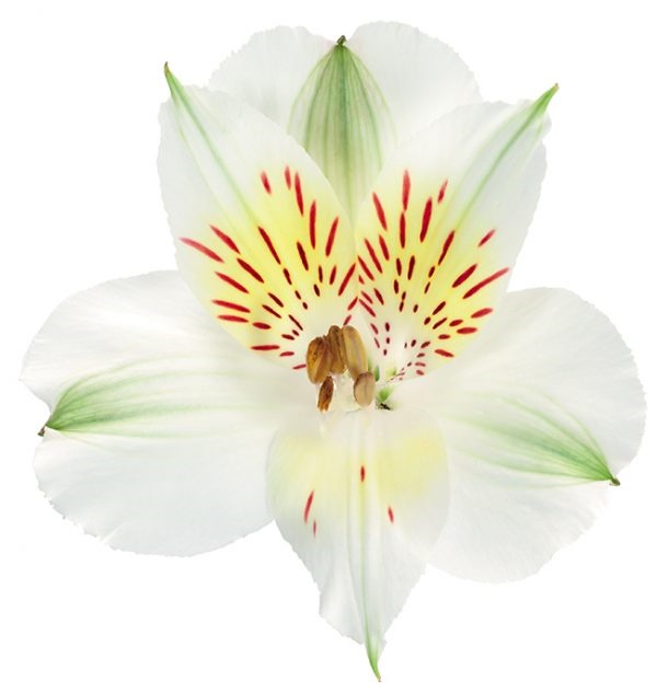 Alstroemeria White