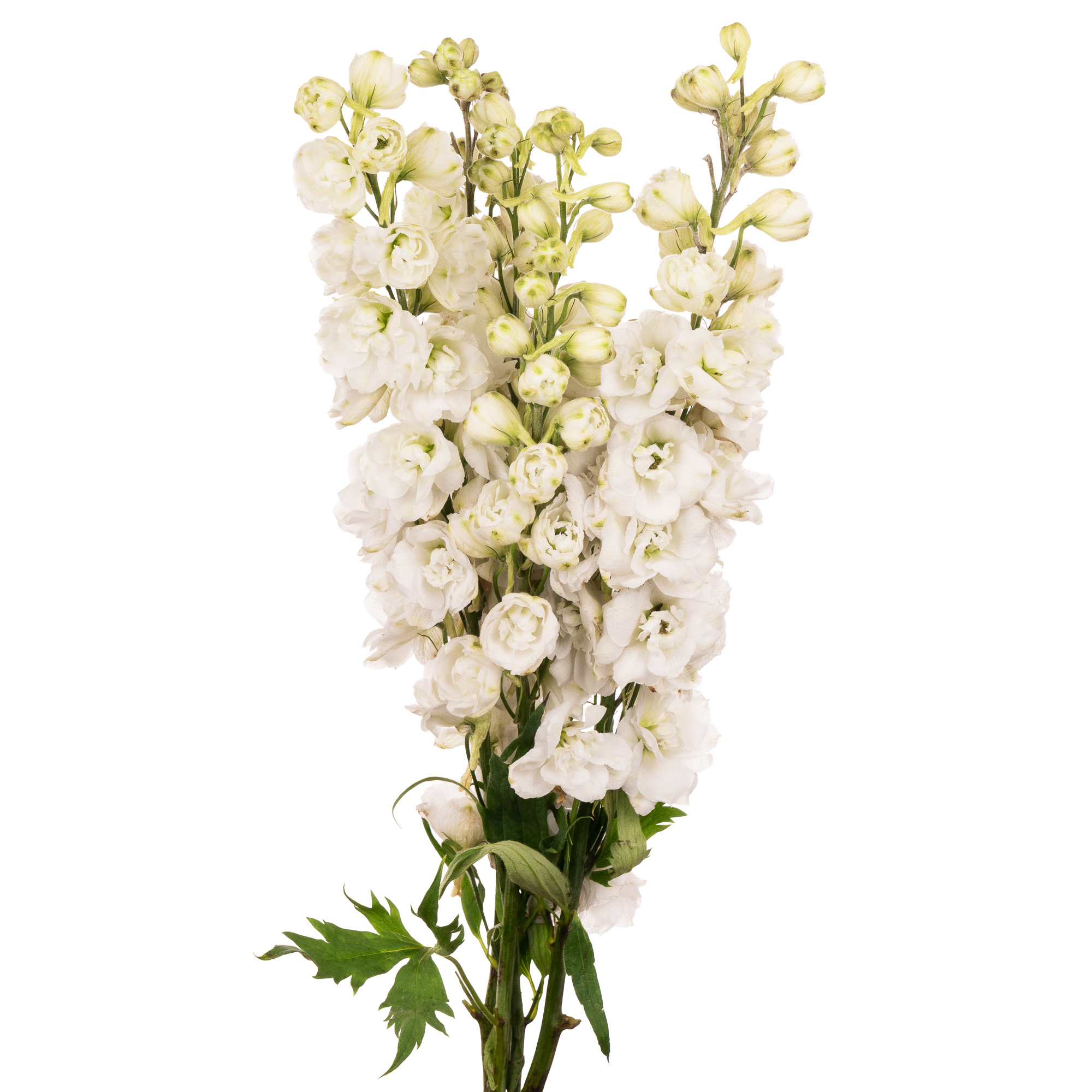 Buy Delphinium double dev snow white wholesale in Dubai | Gulf Flowers