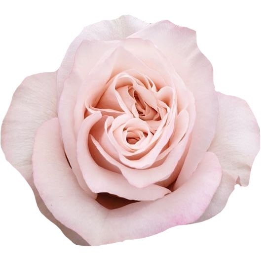 Buy Rose glow girl wholesale in Dubai | Gulf Flowers
