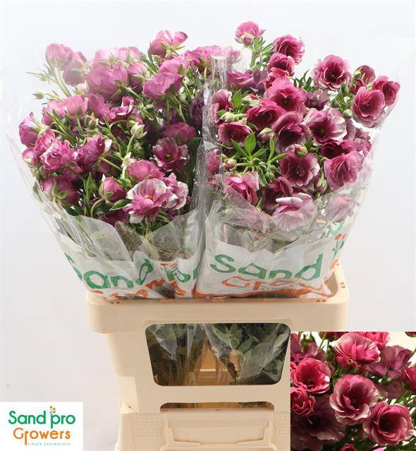 Buy Ranunculus magical raspberry wholesale in Dubai | Gulf Flowers