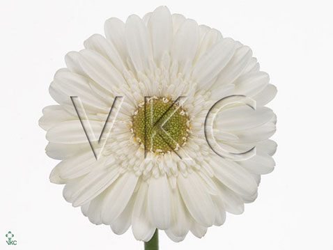 Gerbera Mini white star