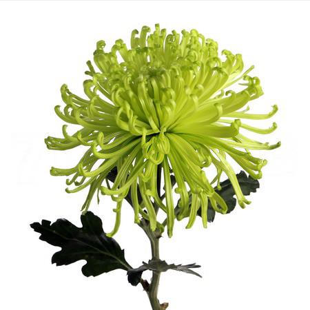 Chrysanthemum single anastasia green