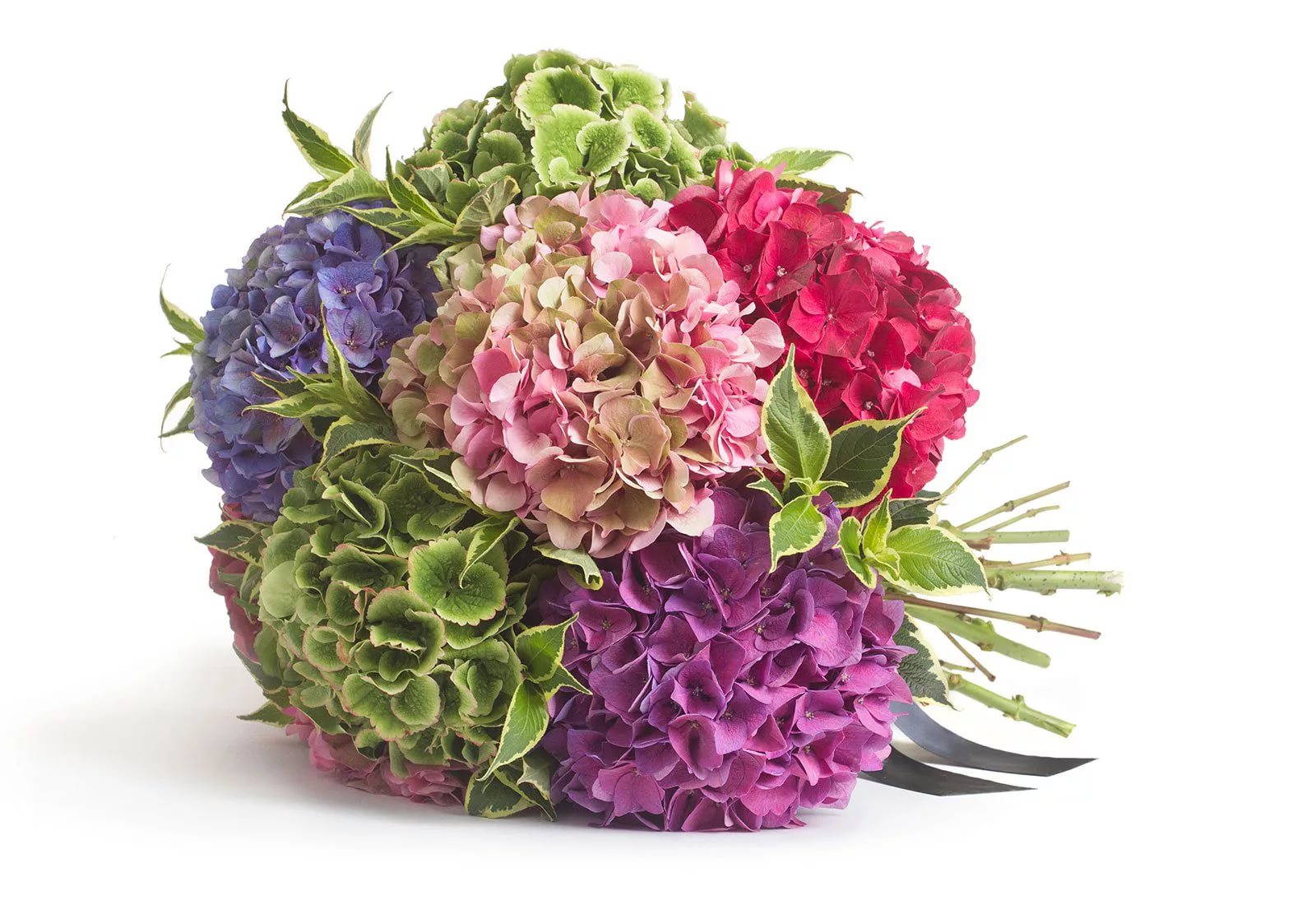 Гидрангия селект микс