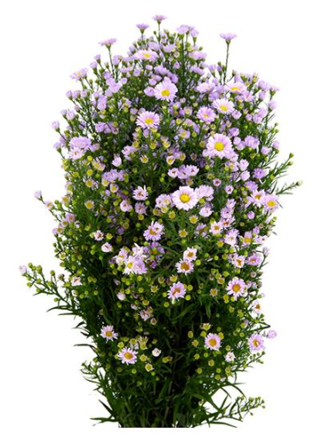 Aster claudia
