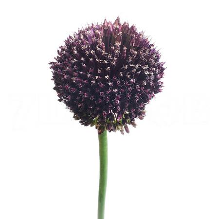 Allium forelock