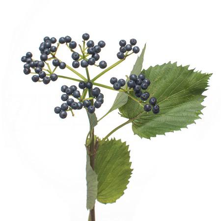 Viburnum blueberry hill