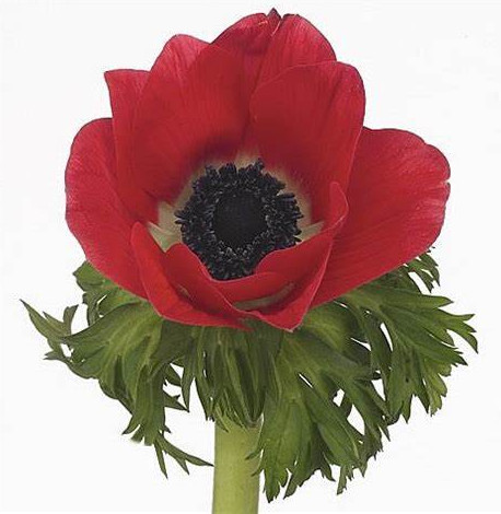 Anemone galil rood