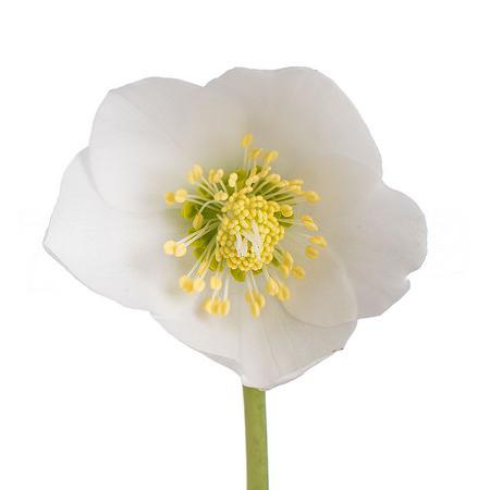 Хелеборус нигер в Москве