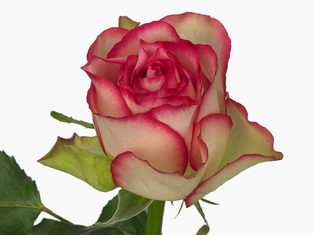 Rose glow!