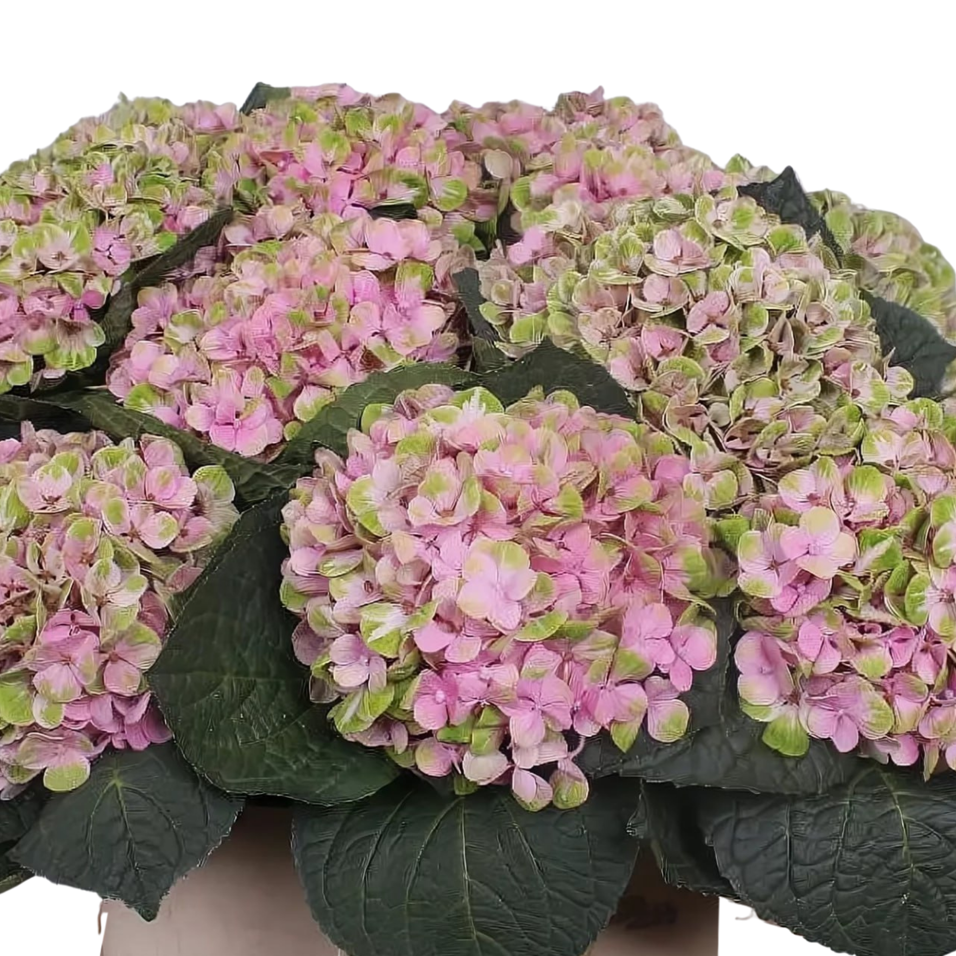 Hydrangea magical coral