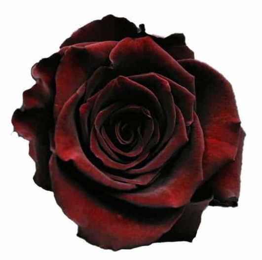 Rose black baccara