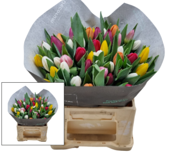 Tulip enkel mix