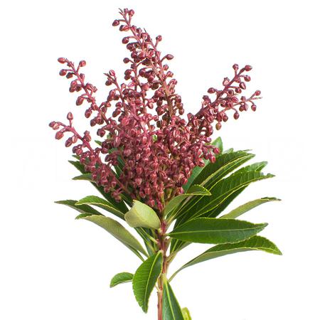 Пиерис купидо в Москве