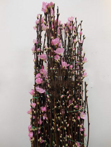 Branch Prunus Persica long