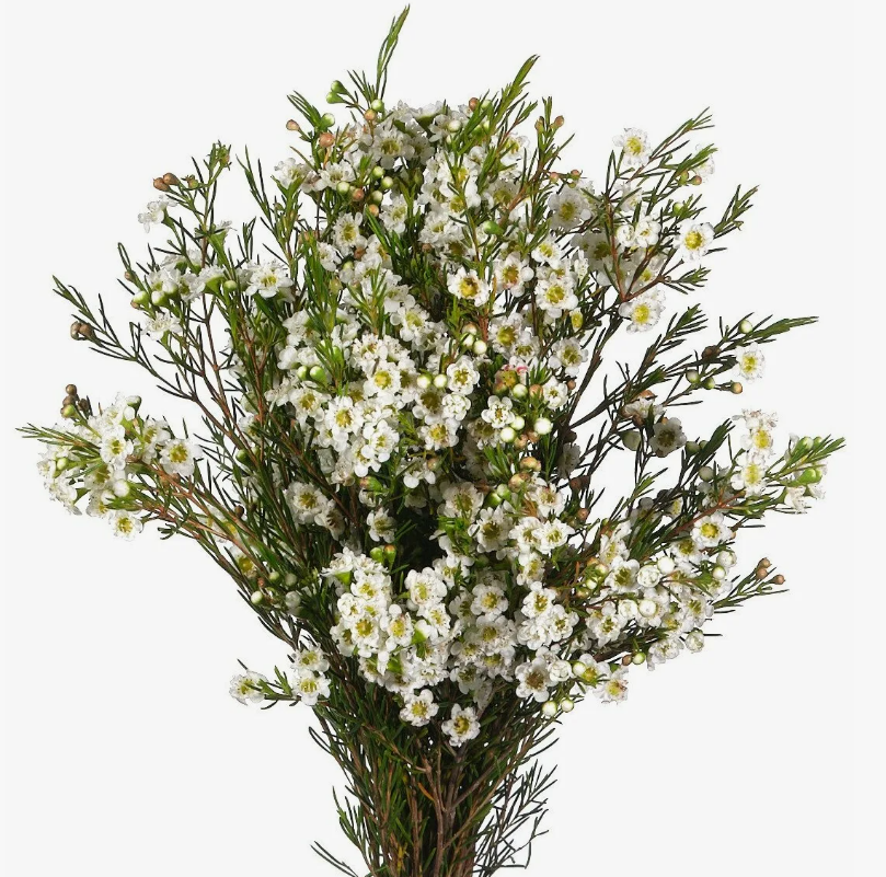 Хамелациум сноуфлейк