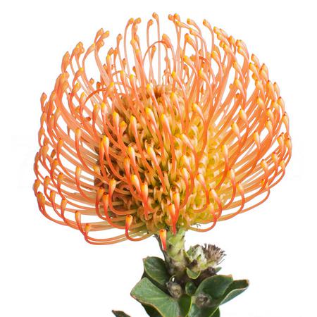 Нутан кордифолиум