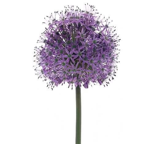 Allium stratos