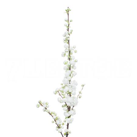 Прунус альба