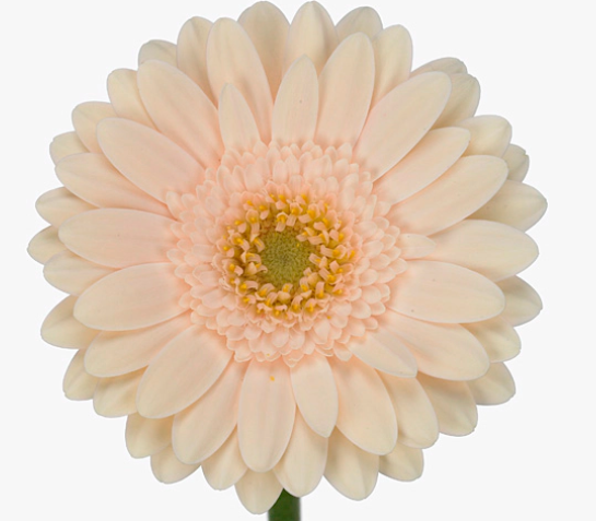 Гербера мини пеликан