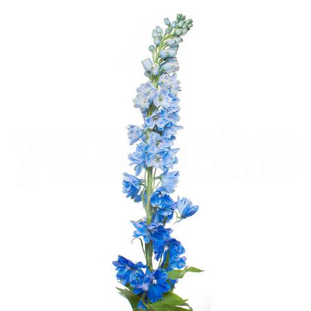 Дельфиниум тритон темно синий