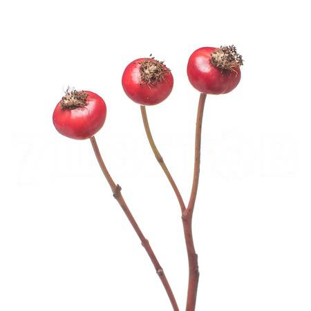 Rose rose hip amazing fantasy 