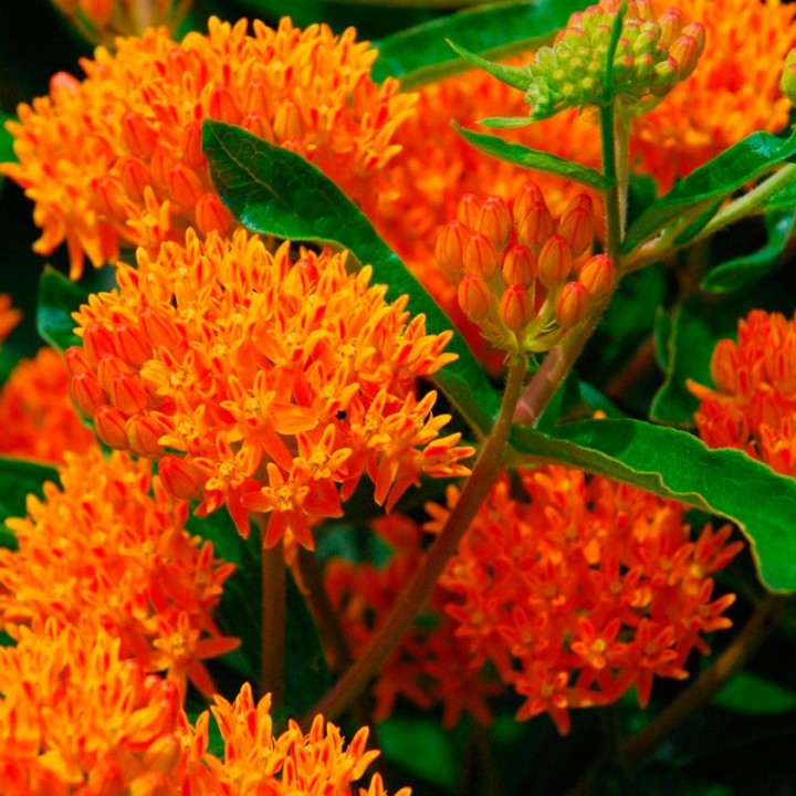 Асклепиас оранжевый в Москве