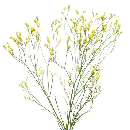 Лимониум краш. желтый