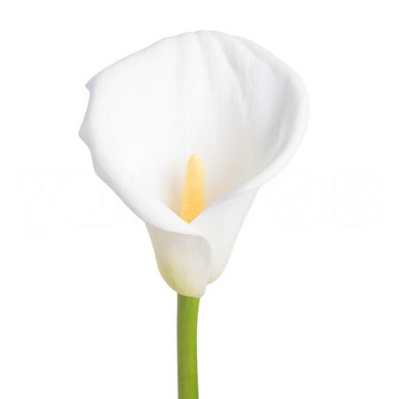 Zantedeschia innocence