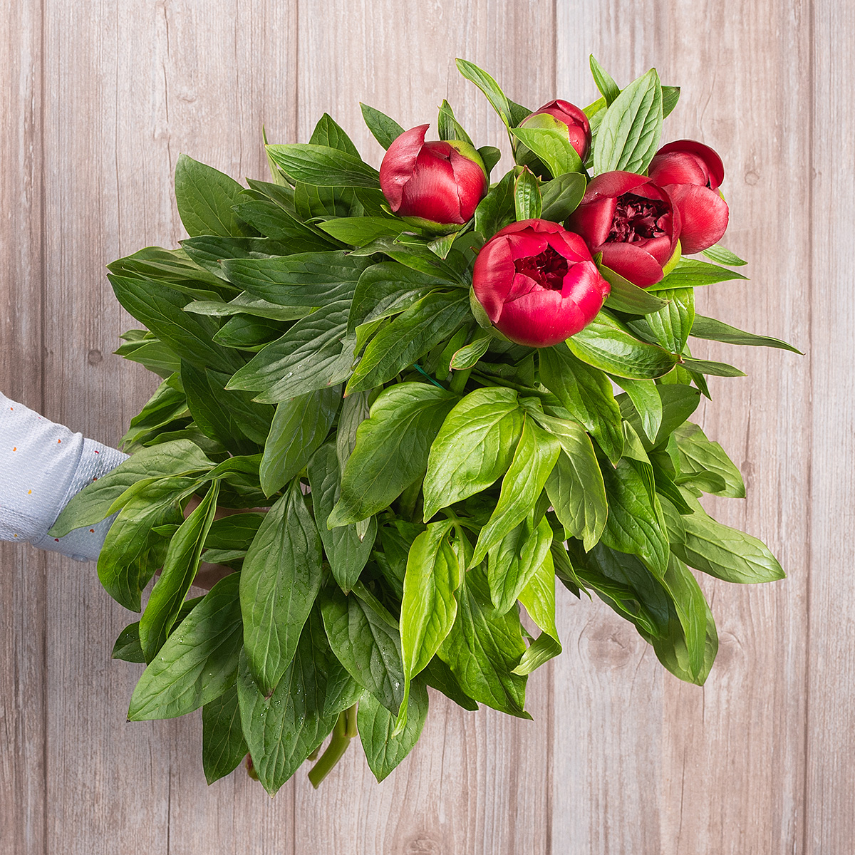 Paeonia red charm