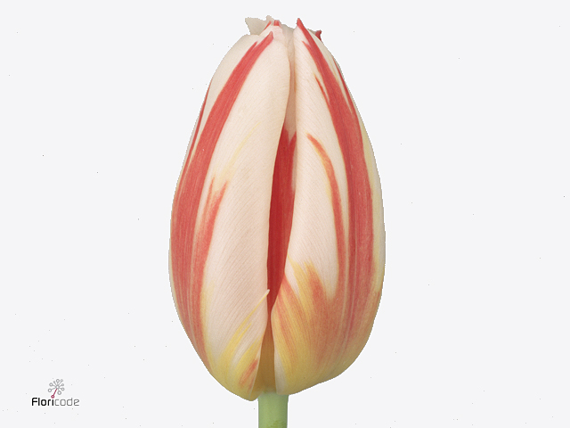 Tulip enkel happy generation