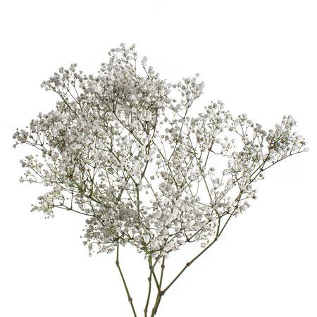 Гипсофила бьюти брайд