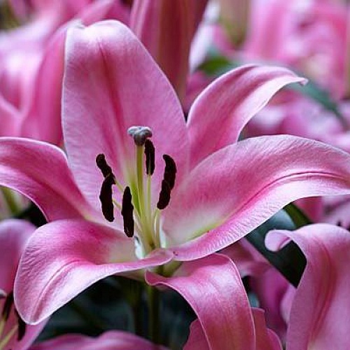 Lilium or pink palace