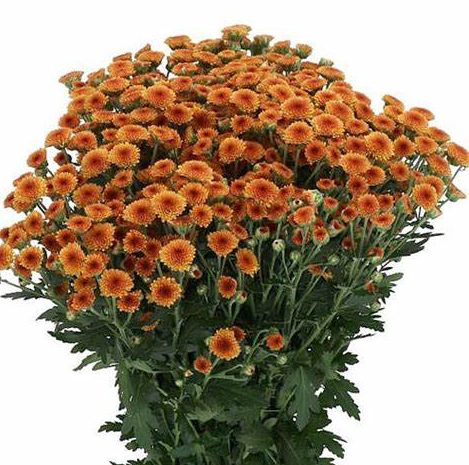 Chrysanthemum santini madiba orange