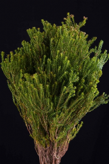 Kaaps agathosma