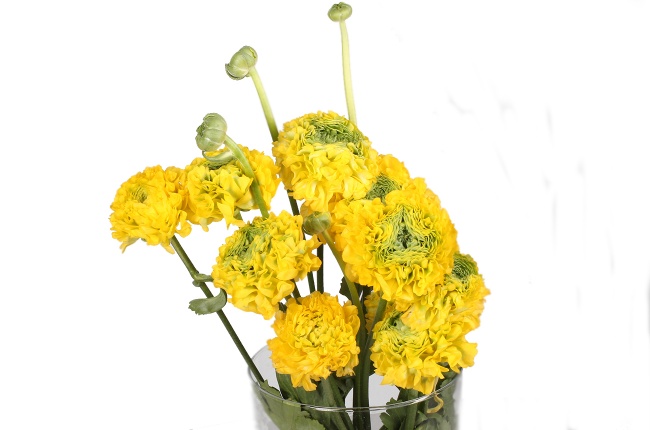 Ранункулус пон-пон желтый