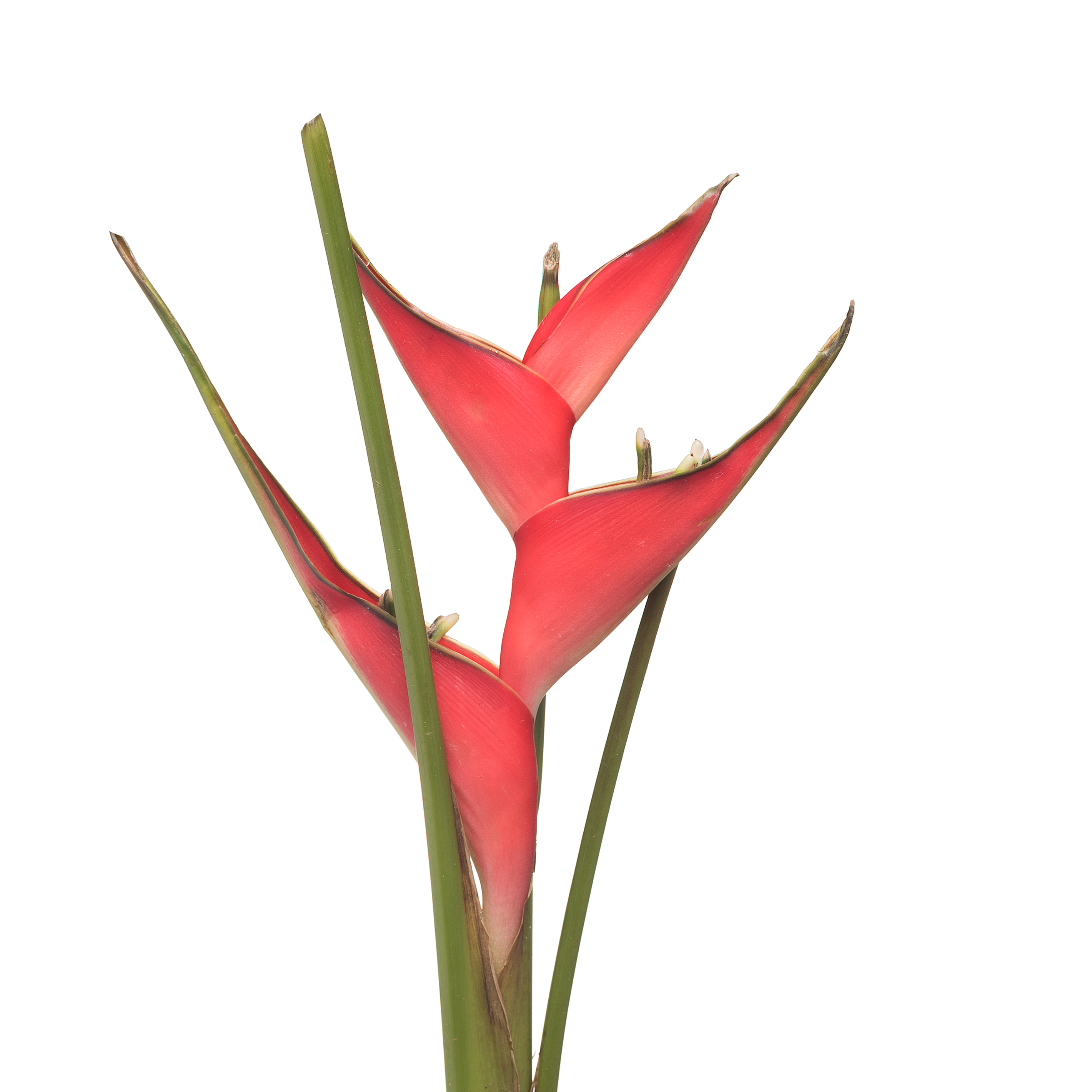 Геликония кариба в Москве