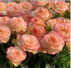 Rose spray jezebel