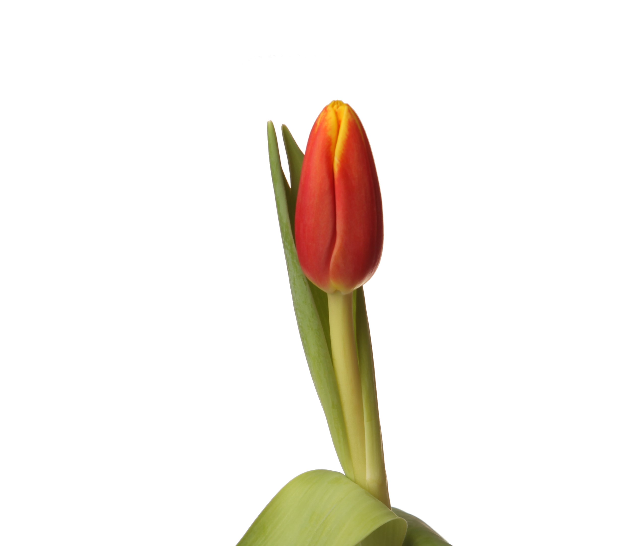 Tulip enkel denmark
