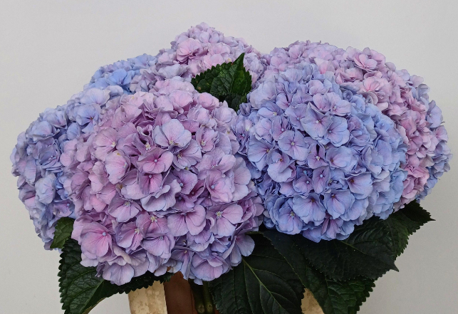 Hydrangea gemengd